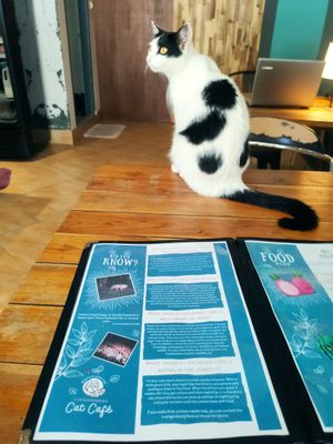  at The Happy Cat - Veggie Cafe-Restaurant in Luang Prabang