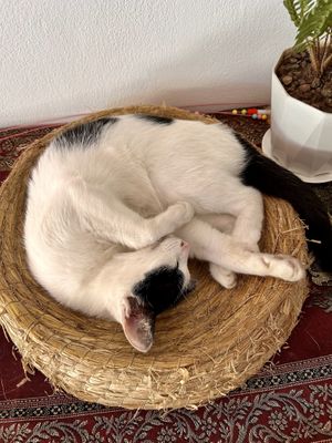 Kitty  at The Happy Cat - Veggie Cafe-Restaurant in Luang Prabang