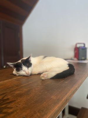 Tommie ❤️  at The Happy Cat - Veggie Cafe-Restaurant in Luang Prabang