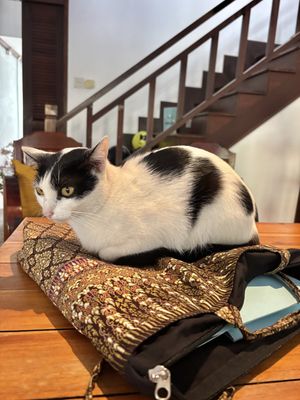   at The Happy Cat - Veggie Cafe-Restaurant in Luang Prabang