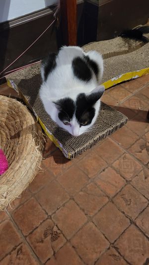 Minnie at The Happy Cat - Veggie Cafe-Restaurant in Luang Prabang