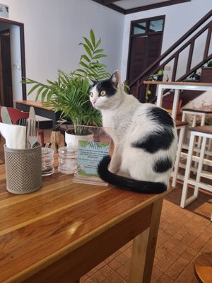  at The Happy Cat - Veggie Cafe-Restaurant in Luang Prabang