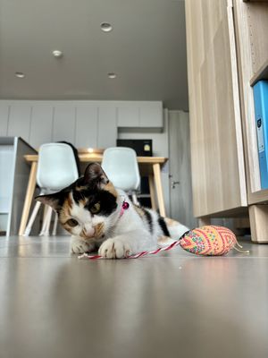 Cat toy from the cafe. My cat loves it 💕  at The Happy Cat - Veggie Cafe-Restaurant in Luang Prabang