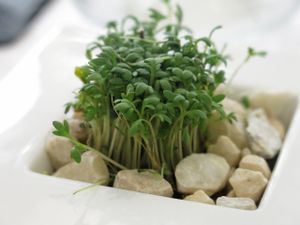 For fresh cress picking at the table at TIAN Restaurant in Vienna