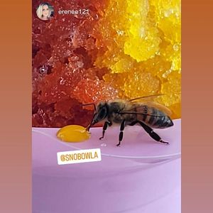 We support the local bees, sometimes inadvertently 🤪 at Snobowla in Austin