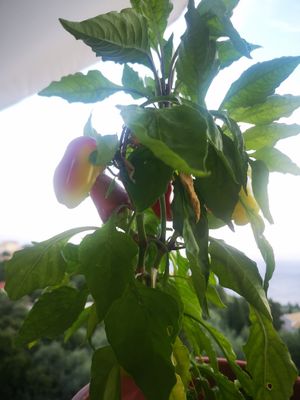 Pretty at ANTHI Taverna in Corfu