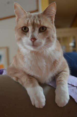 Gita's sweet ginger cat. at The Ginger Cat B&B in Rock Stream