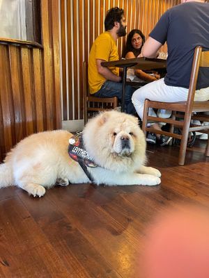 We love our paw friends? at Victoria House in London