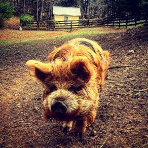 piggy at The White Pig Bed and Breakfast in Schuyler