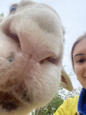 Clyde the sheep  at The White Pig Bed and Breakfast in Schuyler