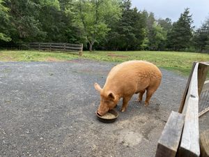 Atticus   at The White Pig Bed and Breakfast in Schuyler