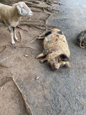 The pigs love belly rubs and affection   at The White Pig Bed and Breakfast in Schuyler