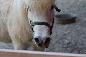 This was one of our neighbors I spent time talking with outside The Pink House. at The White Pig Bed and Breakfast in Schuyler