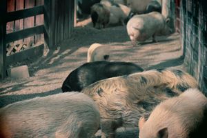 You are surrounded by friends ;) at The White Pig Bed and Breakfast in Schuyler