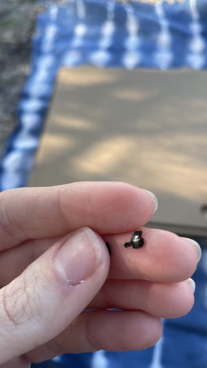   at Coolangatta Pizzeria in Coolangatta