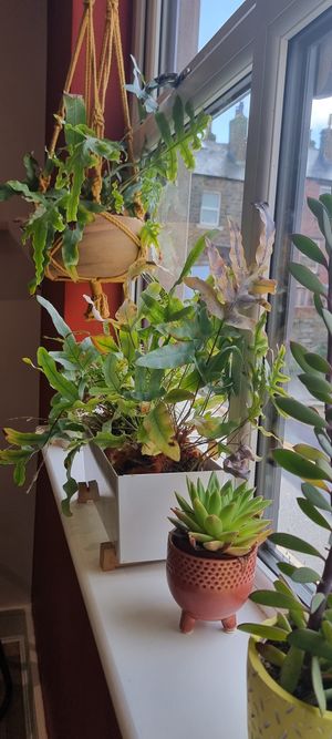  at Grow Green Deli + Eatery in Huddersfield