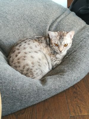 Cat at Miau Grau in Warsaw