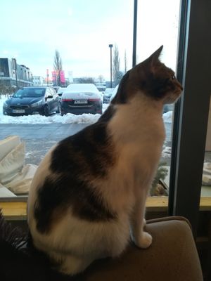 Cat at Miau Grau in Warsaw