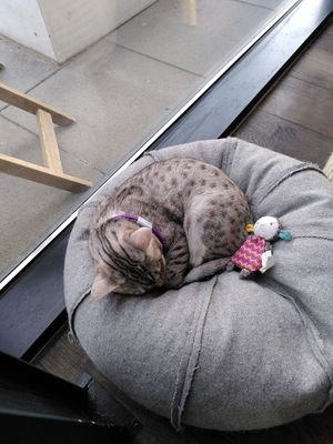  at Miau Grau in Warsaw