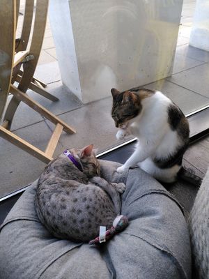  at Miau Grau in Warsaw