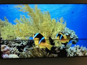 You are surrounded in nature    at The Tropical Bar and Restaurant in Tulsa