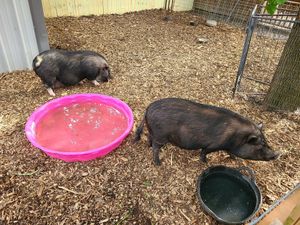 Adorable piggies at Oinking Acres Farm & Rescue Sanctuary in Brownsburg