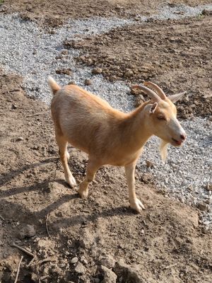 The goats were hilarious. at Oinking Acres Farm & Rescue Sanctuary in Brownsburg