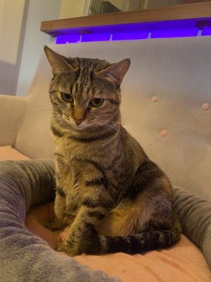   at La Gatera - Cat Café in Murcia