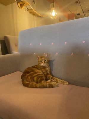   at La Gatera - Cat Café in Murcia