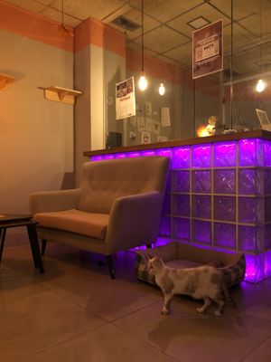 Theke   at La Gatera - Cat Café in Murcia