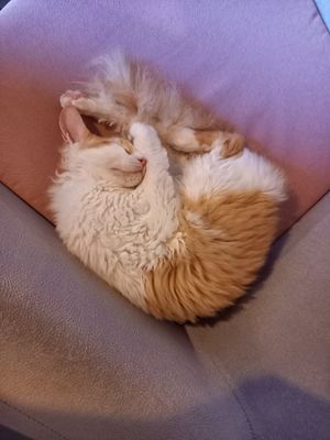  at La Gatera - Cat Café in Murcia