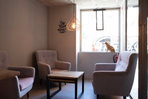 Local at La Gatera - Cat Café in Murcia