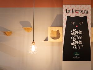Local at La Gatera - Cat Café in Murcia