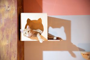 Local at La Gatera - Cat Café in Murcia