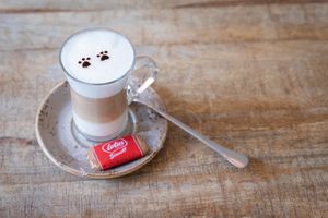 Catpuchino  at La Gatera - Cat Café in Murcia