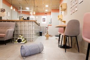 Local at La Gatera - Cat Café in Murcia