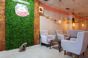 Photocall at La Gatera - Cat Café in Murcia