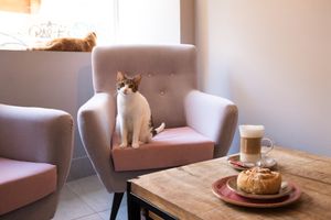  at La Gatera - Cat Café in Murcia