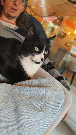  at La Gatera - Cat Café in Murcia