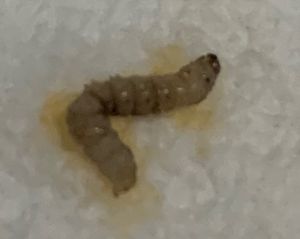 Found a maggot in my soup. at Erawan Thai Kitchen in Aurora