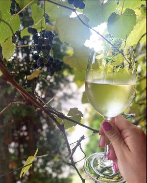 Vino  at Meze Mediterraneo in Schaumburg