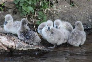 Visit the Black Swans at Dawlish  at The Old Mill Tea Room in Dawlish