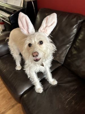 Not so clever rabbit   at The Clever Rabbit in Edmonton