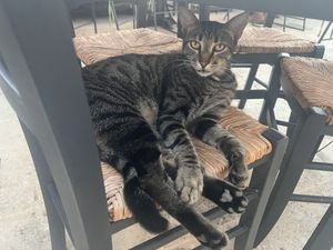 Cat  at Kanavatso in Crete