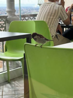   at California Bakery in Bergamo