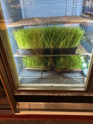 Fresh wheatgrass!!!  at Organic Oasis in Anchorage