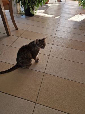  at Restaurant Golden Rose in Krk