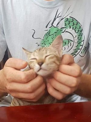 Sweet kitten 😻 at Bo De  in Nha Trang