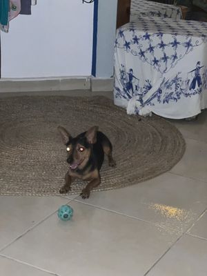 Charlie  at Green Life Market in Sarande