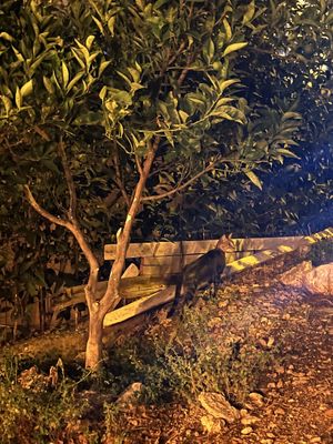 Atmosphere   at Green Life Market in Sarande